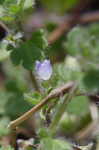 Ivyleaf speedwell